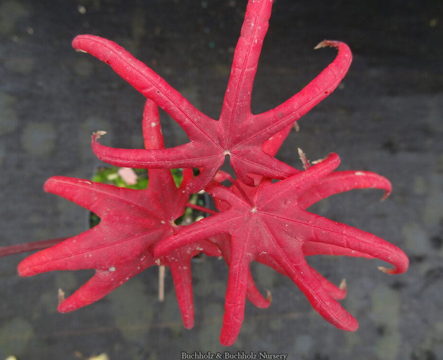 Acer palmatum 'Peve Starfish'