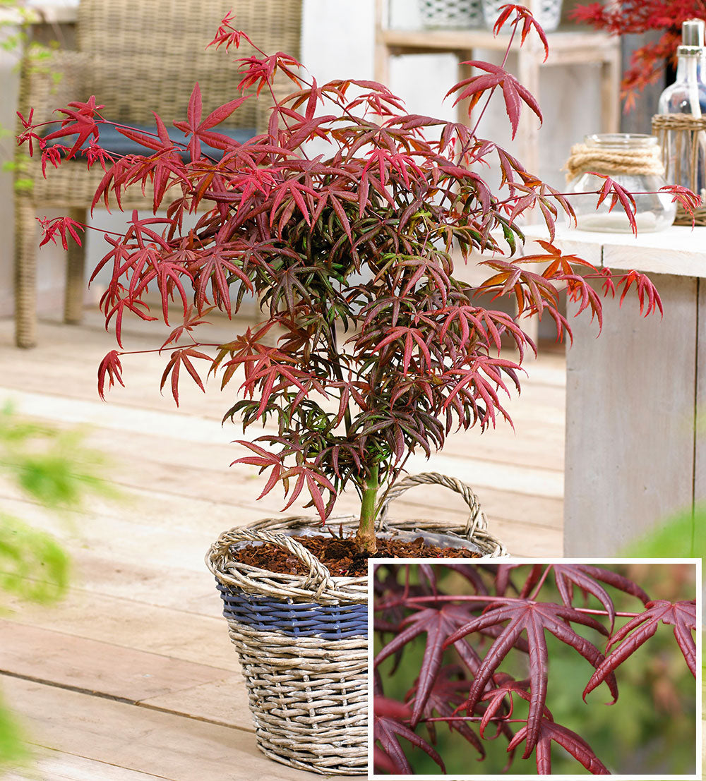 Acer palmatum 'Peve Starfish'