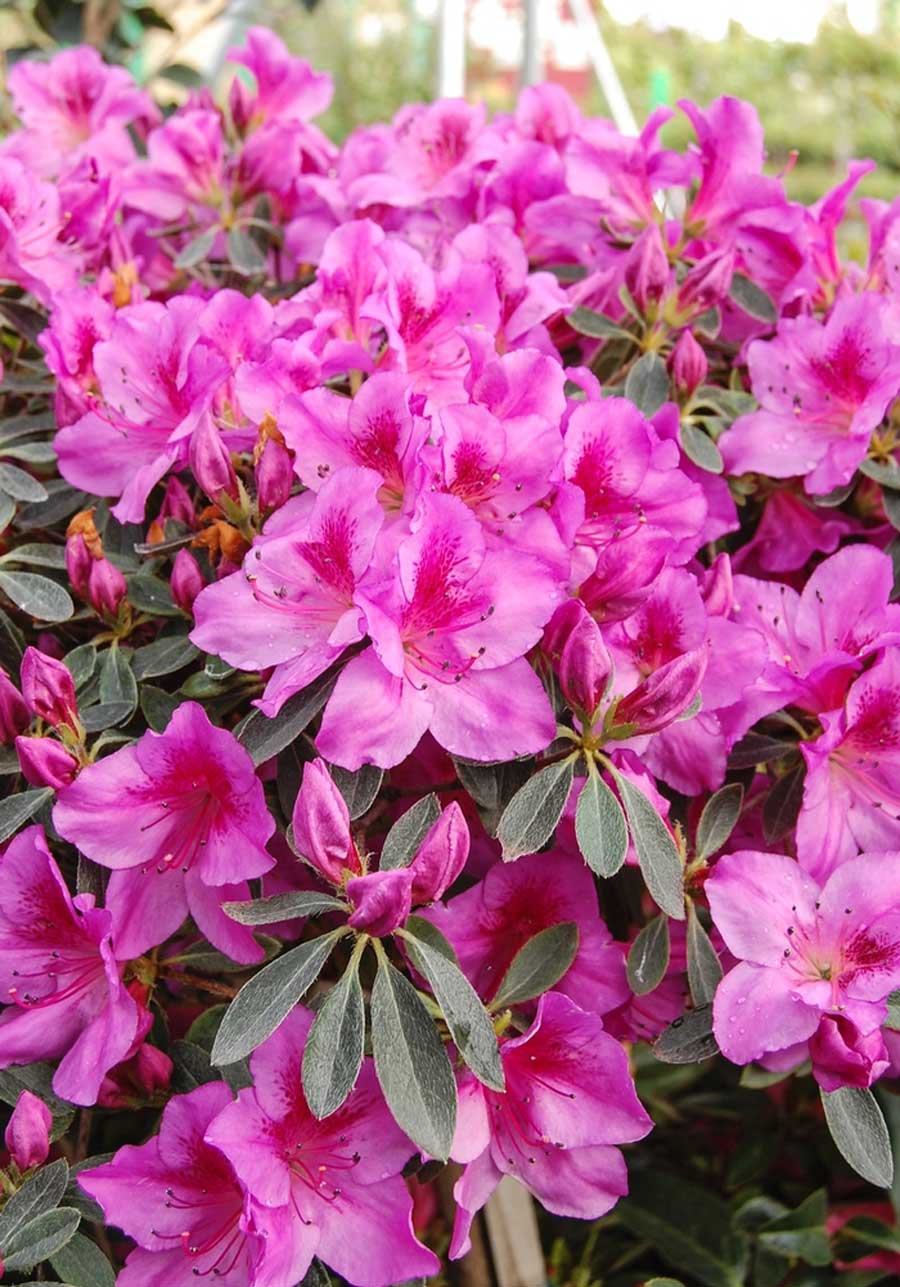 Az. 'Phoenicia'
