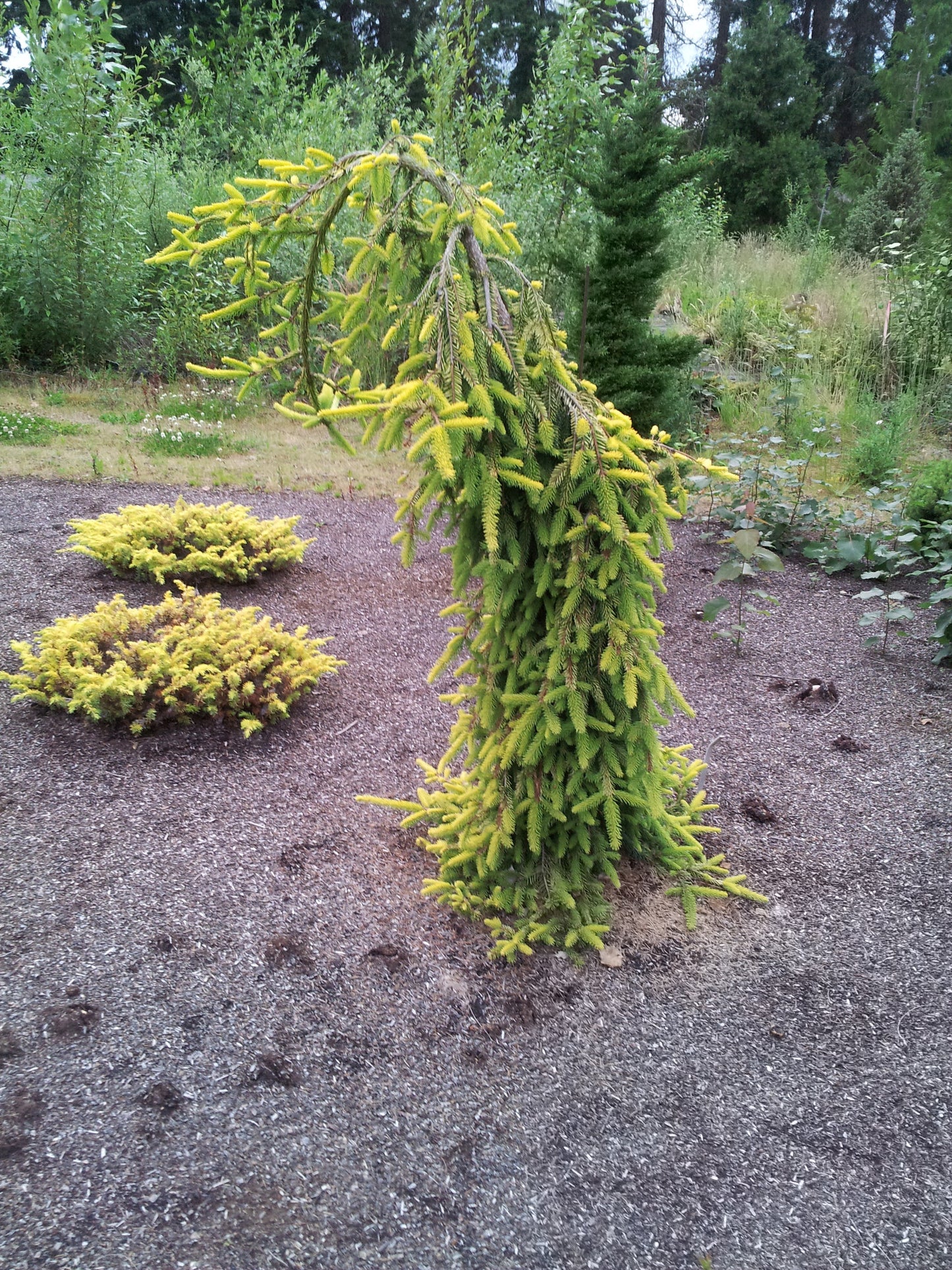 Picea abies 'Gold Drift'