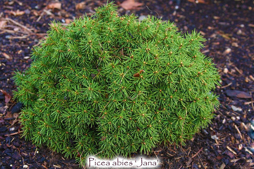 Picea abies 'Jana'