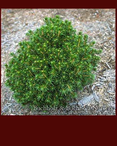 Picea abies 'Tompa'