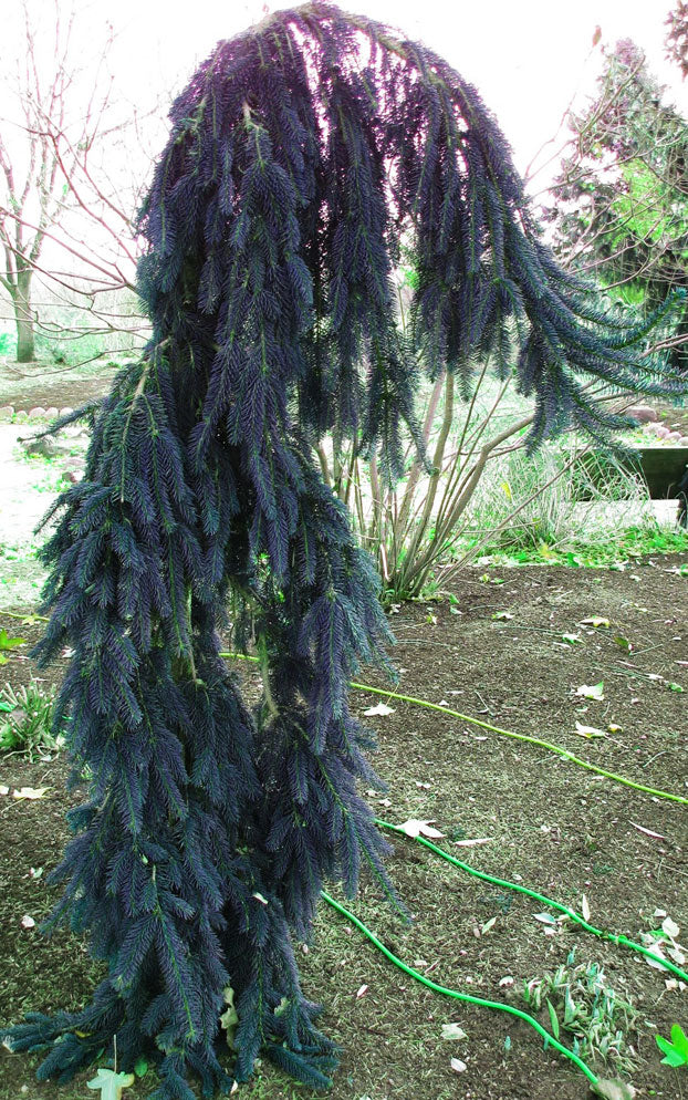 Picea abies 'Weeping Blue'