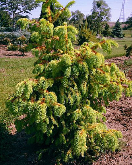 Picea abies 'Aurea Magnifica'