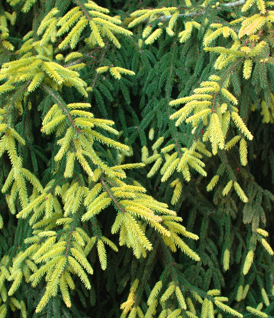 Picea orientalis Aureospicata