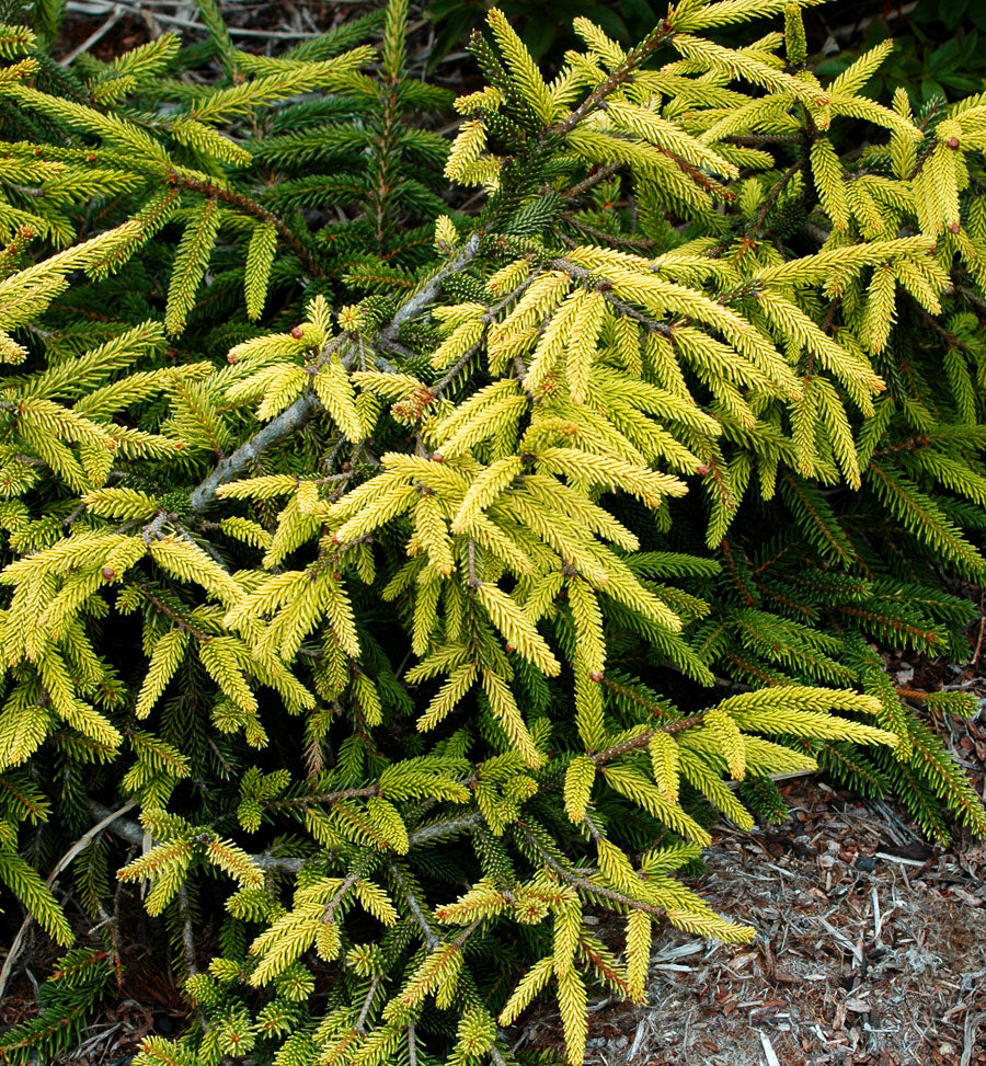 Picea orientalis Aureospicata