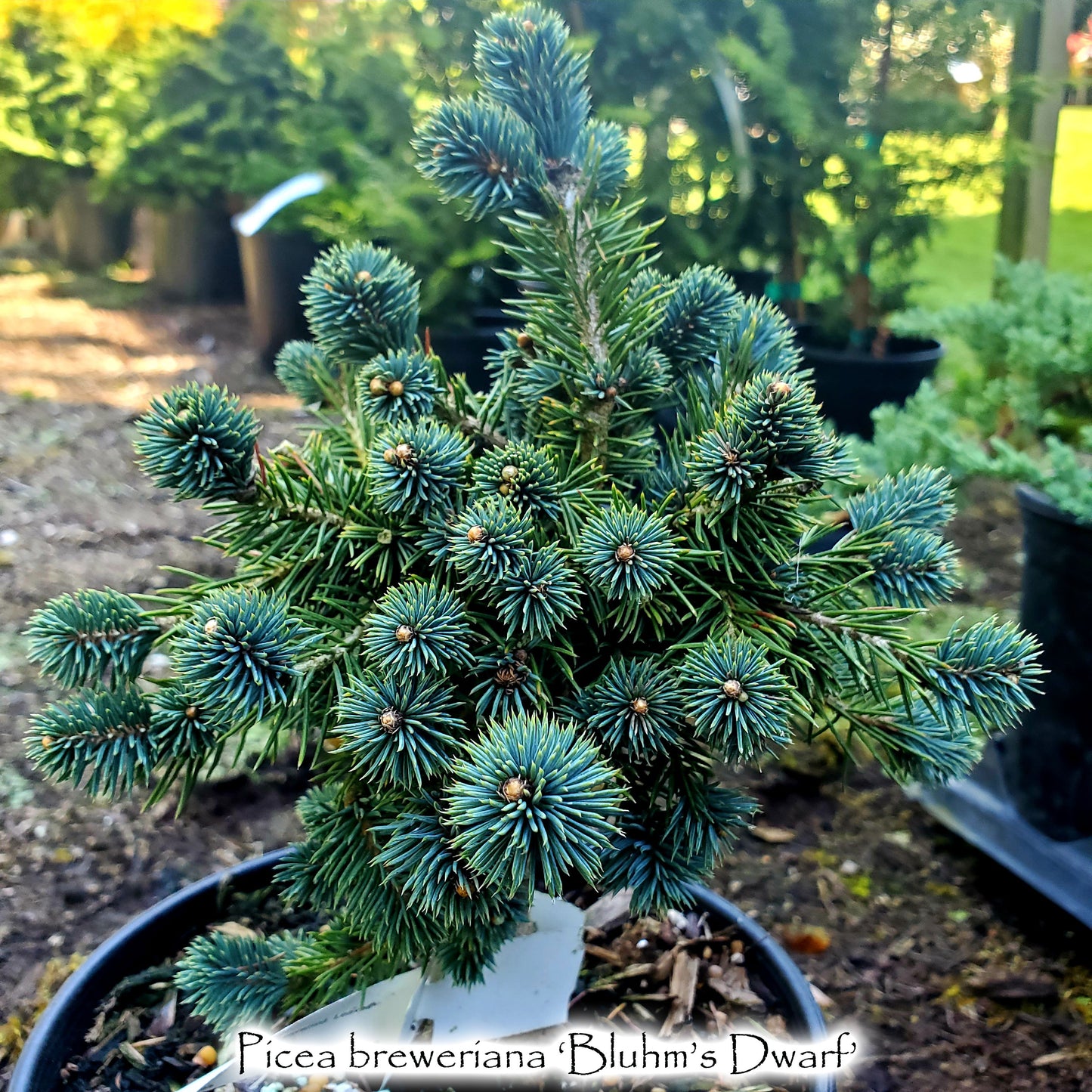 Picea breweriana 'Bluhm's Dwarf'