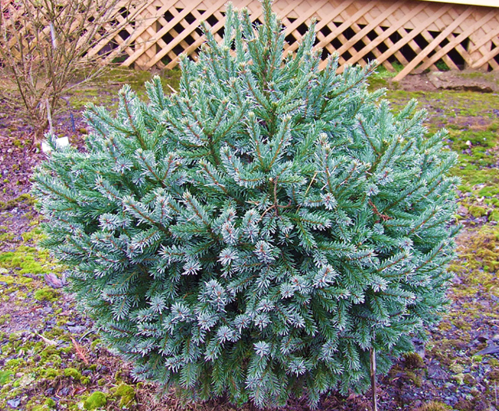 Picea breweriana 'Emerald Midget'