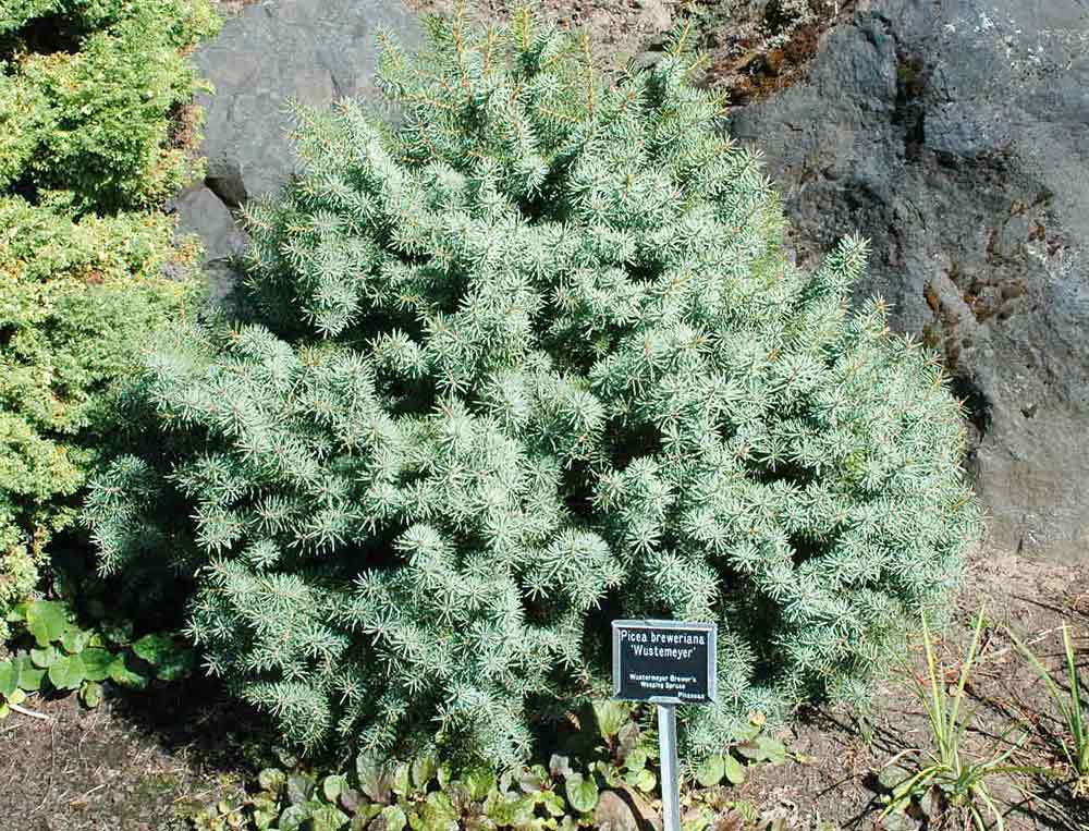 Picea breweriana 'Wustemeyer'