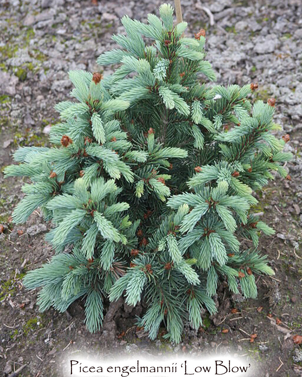 Picea engelmannii 'Low Blow'