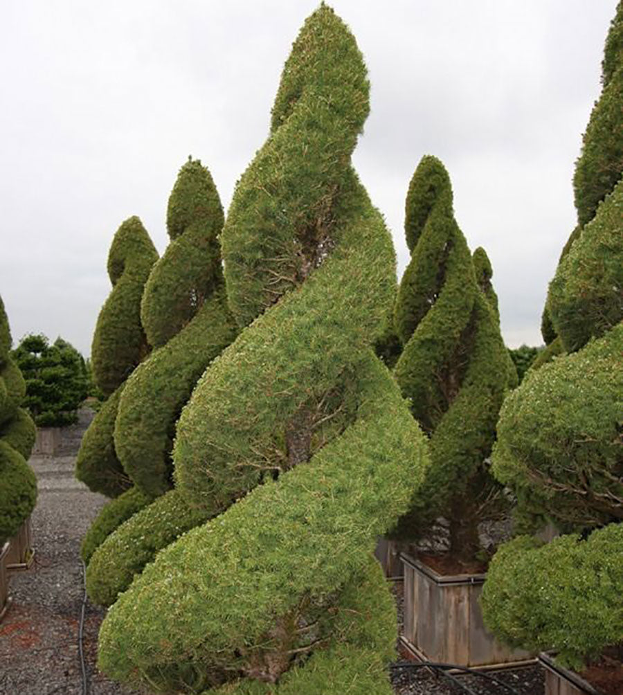 Picea glauca var. albertiana 'Conica'