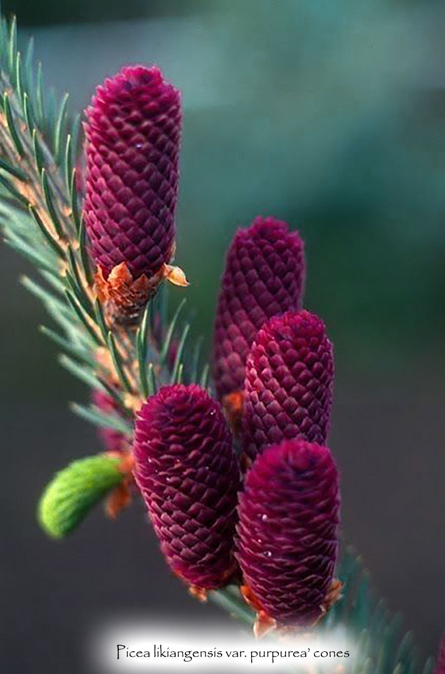 Picea likiangensis var. purpurea