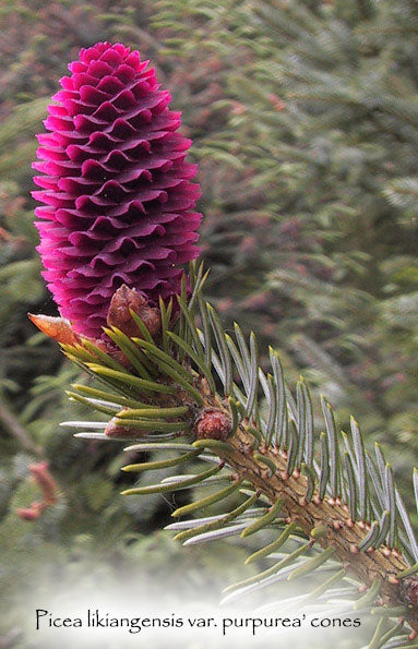 Picea likiangensis var. purpurea