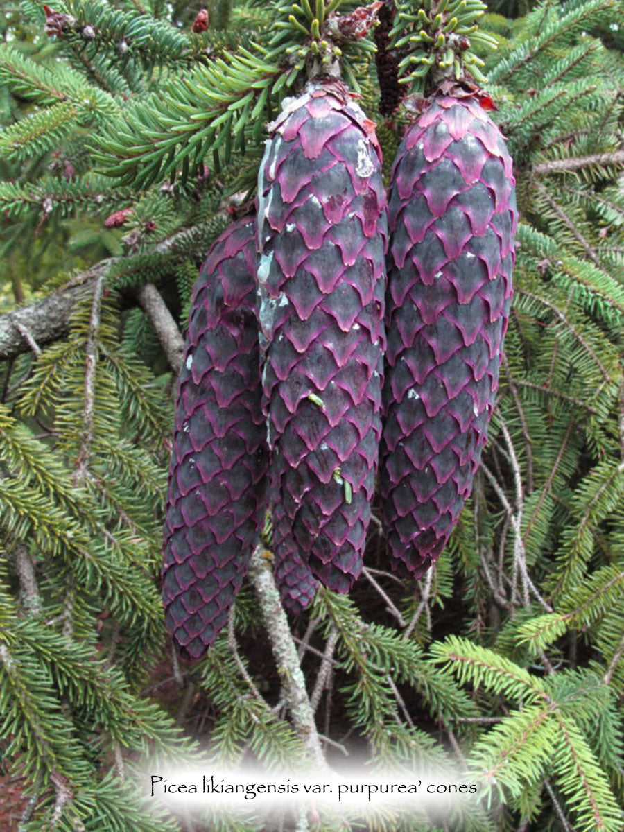 Picea likiangensis var. purpurea