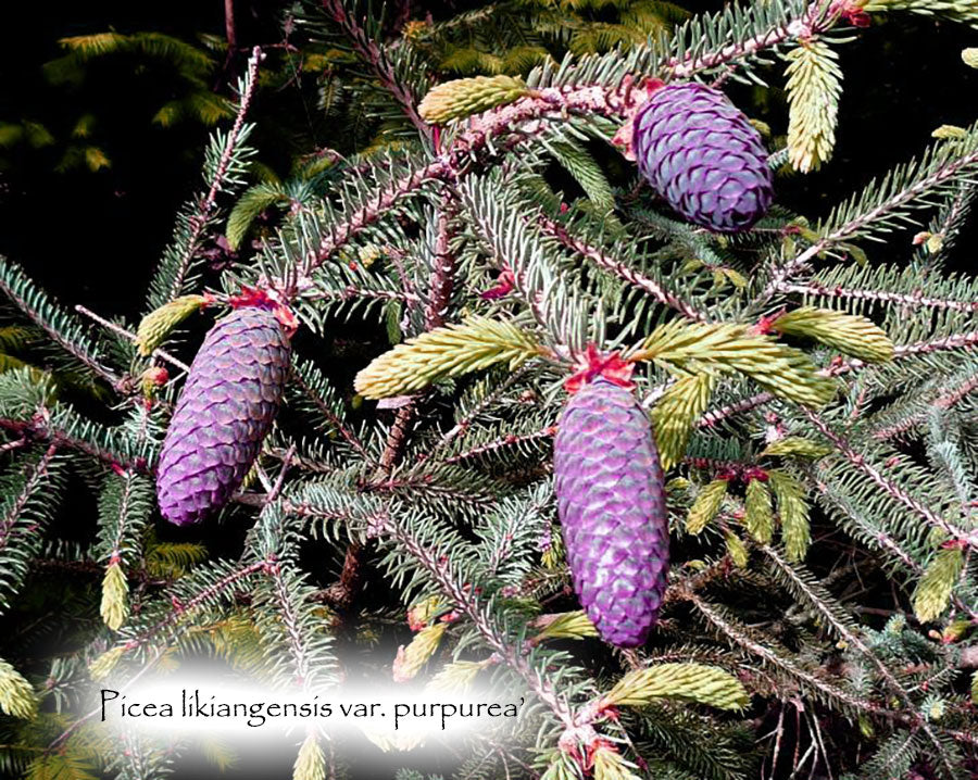 Picea likiangensis var. purpurea