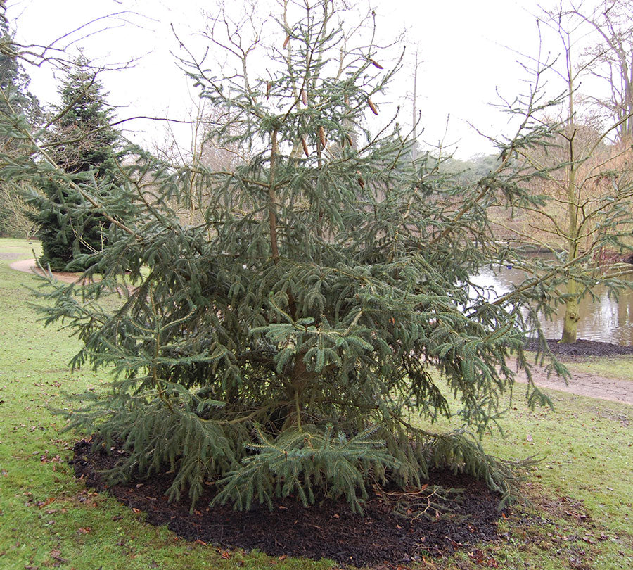 Picea likiangensis var. purpurea