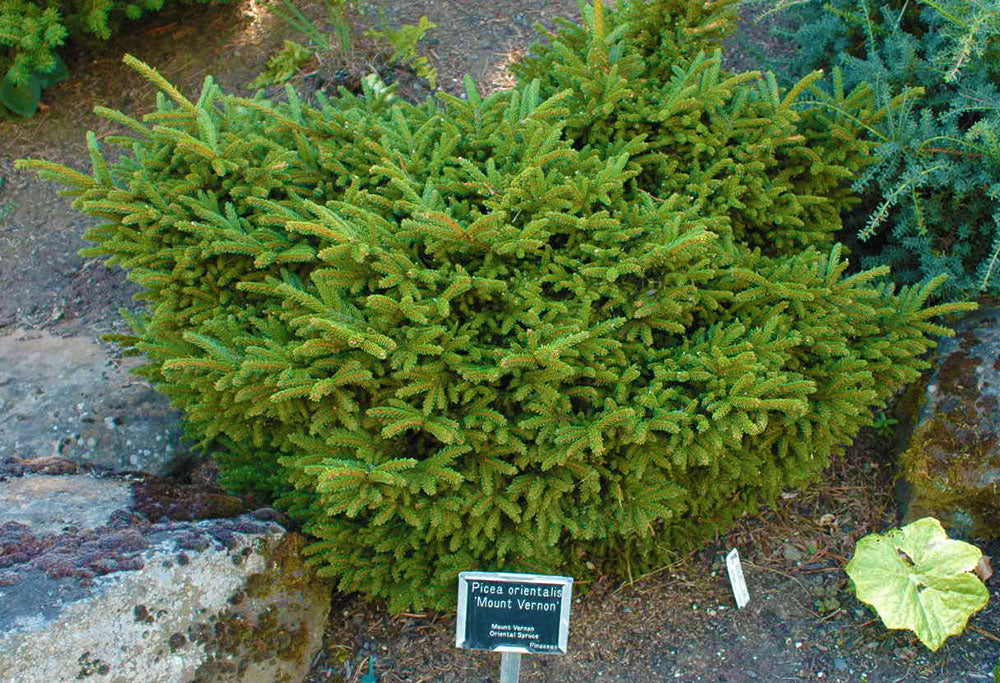 mt vernon in fertilizer plant Picea o. 'Mt. Vernon'