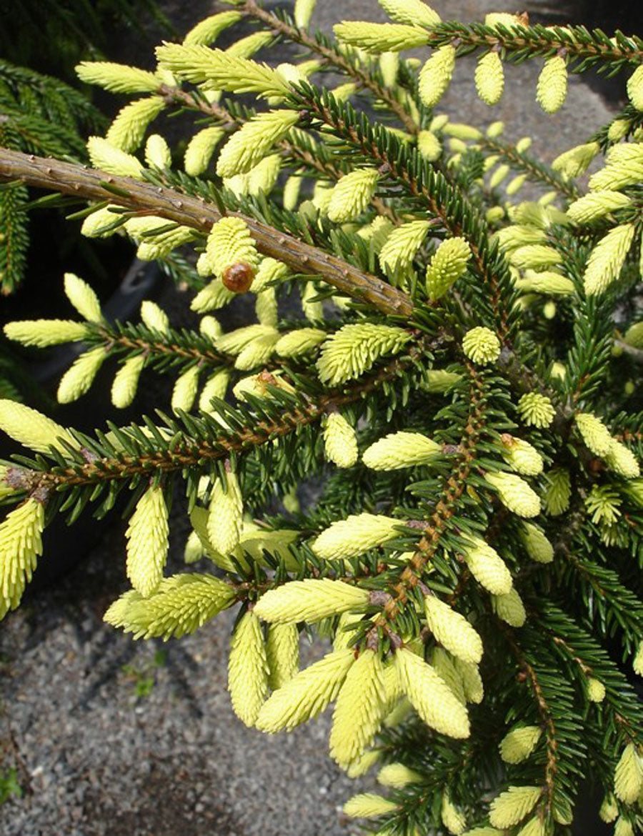 Picea orientalis 'Early Gold'