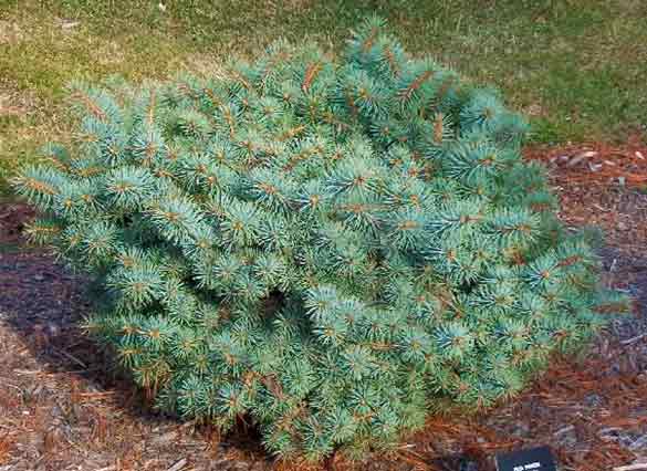 Picea pungens 'Christina'