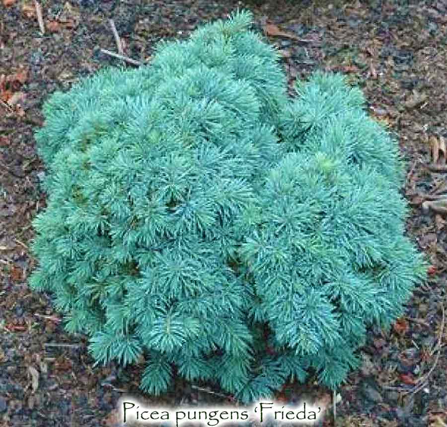 Picea pungens 'Frieda'
