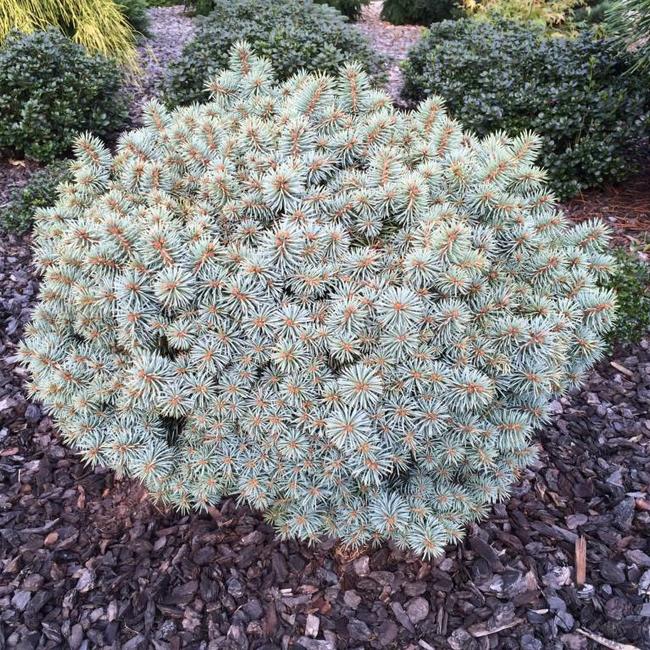 Picea pungens 'Pali'