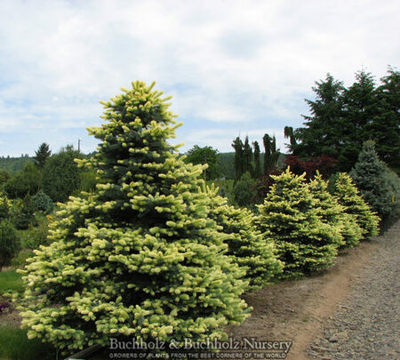 Picea pungens 'Spring Blast'