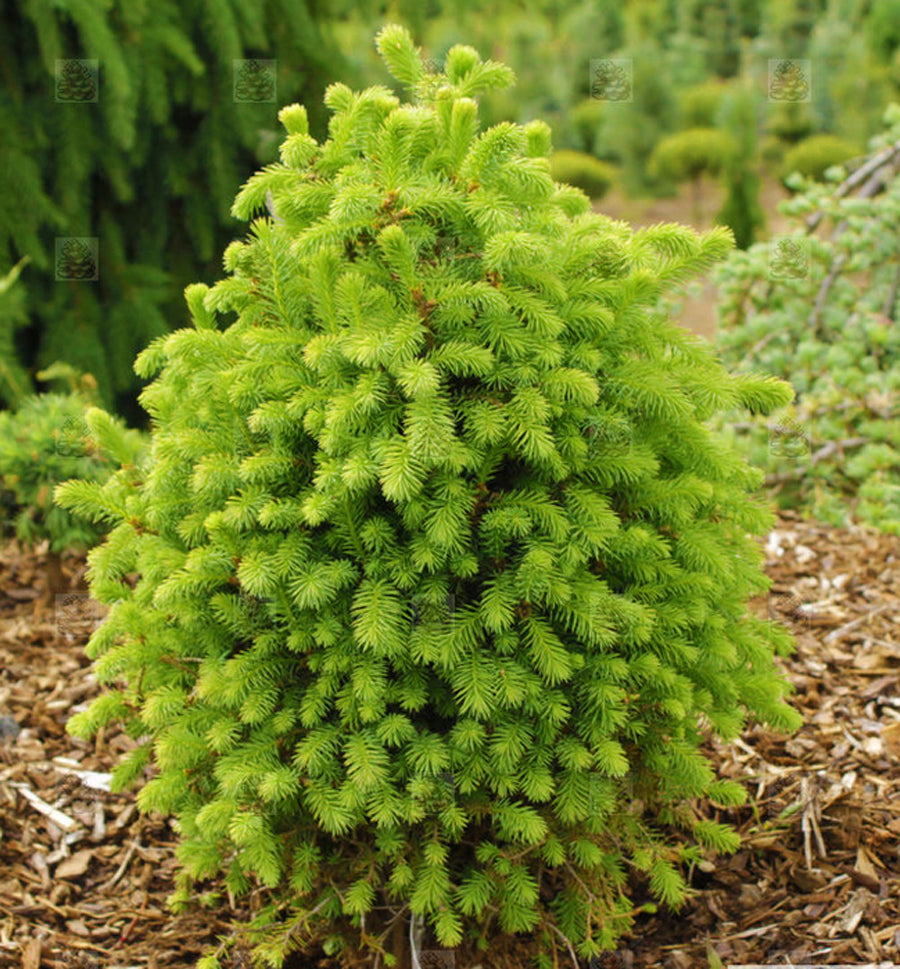 Picea sitchensis 'Kaleb Hupp'