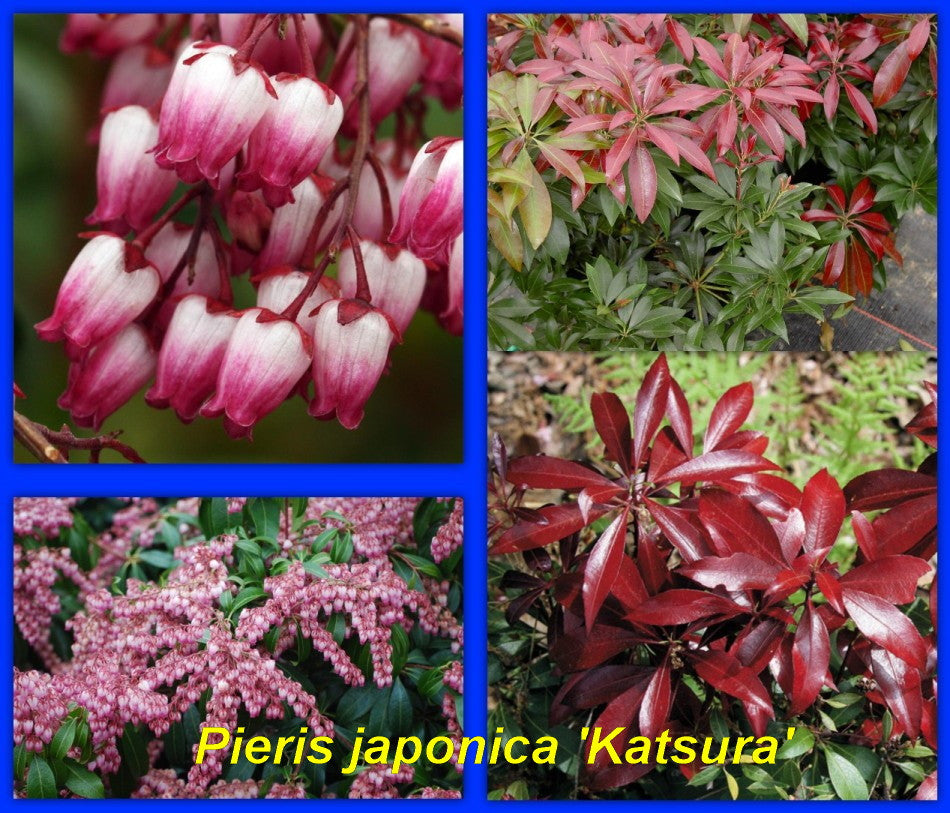 Katsura Japanese Andromeda