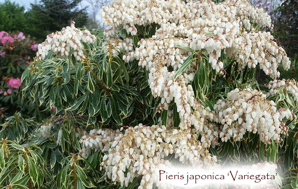 Pieris japonica 'Variegata'