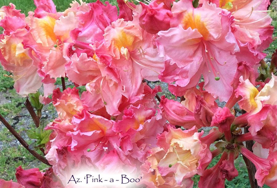 Az. 'Pink a Boo'