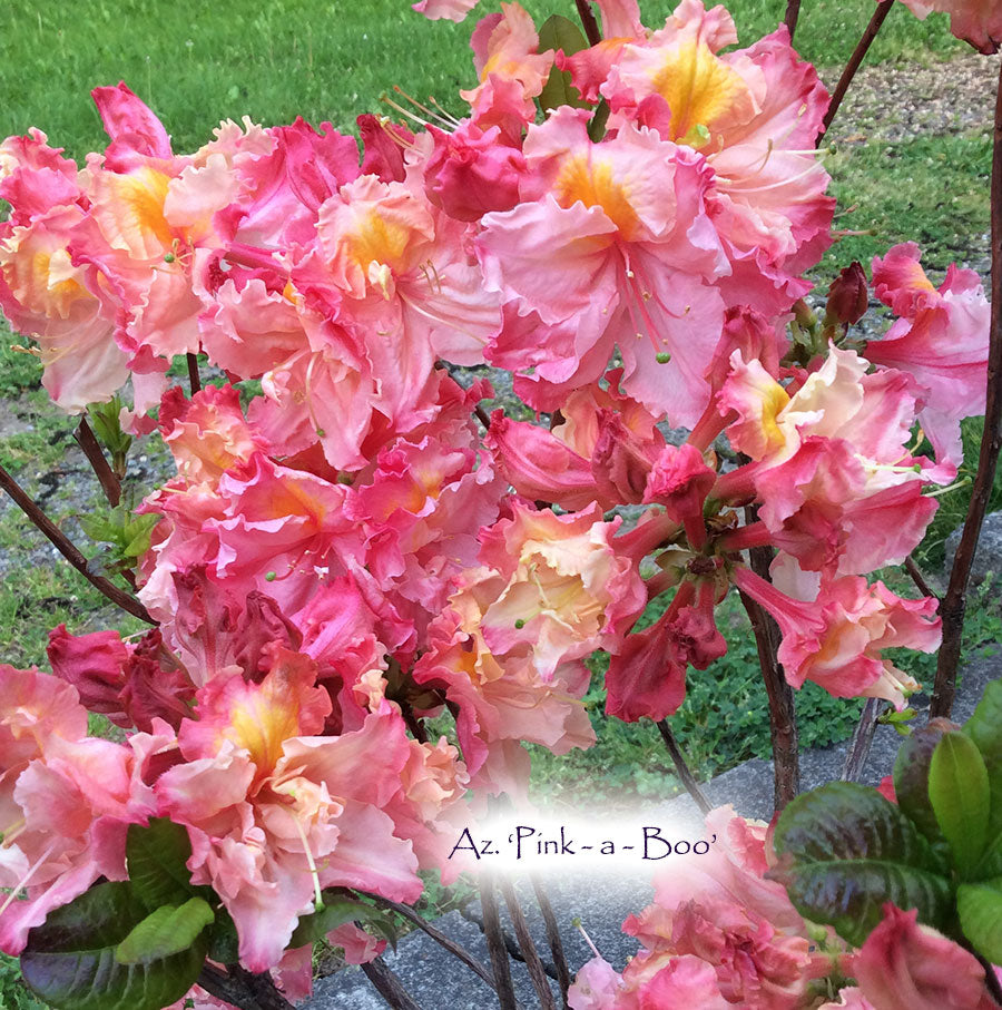 Az. 'Pink a Boo'
