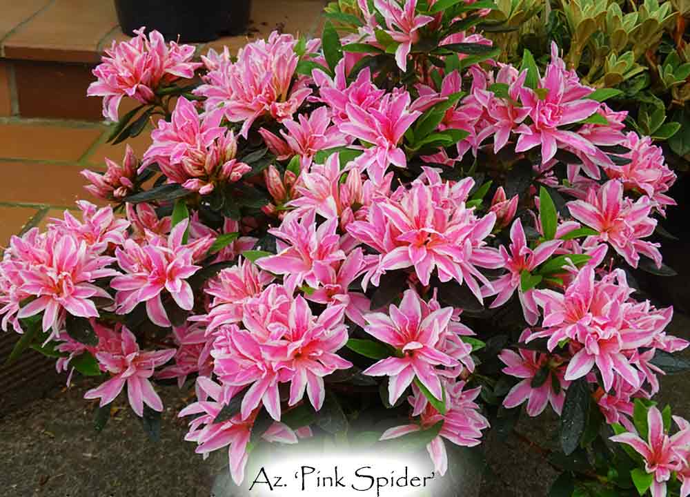 pink spider plant for sale Pink Spider