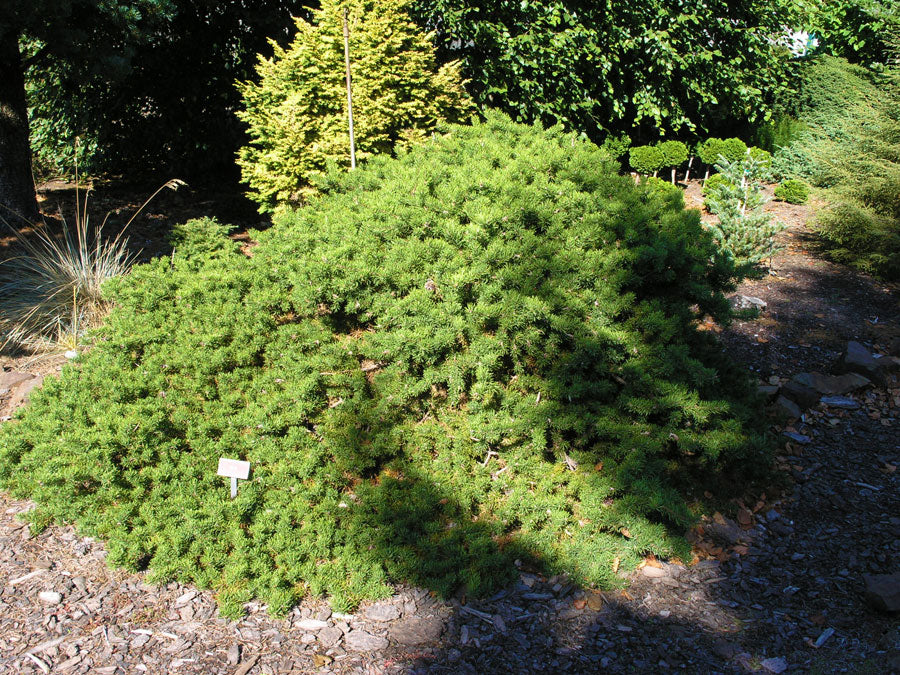 Pinus banksiana 'Schoodic'