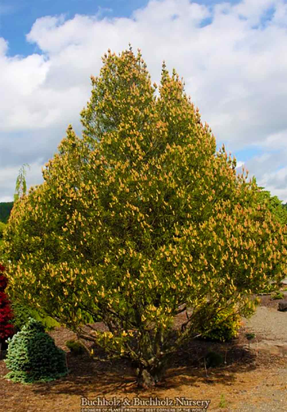 Pinus bungeana 'Temple Gem'