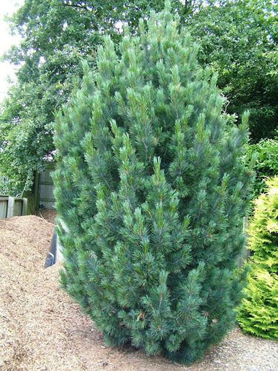 Pinus cembra 'Glauca Fastigiata'