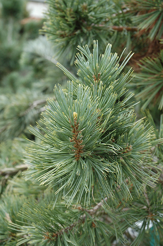 Pinus flexilis 'Millcreek'