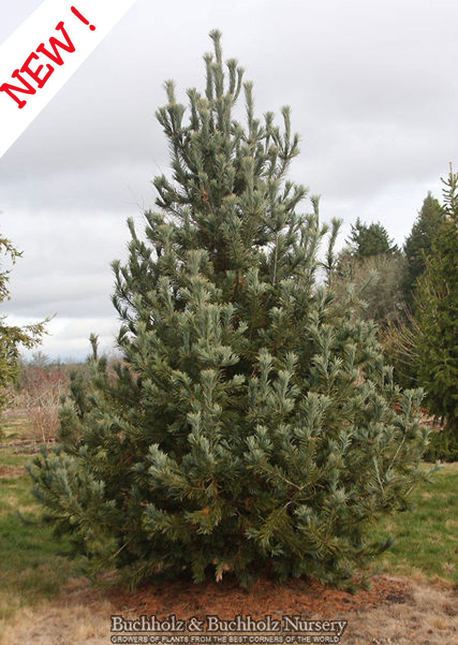 Pinus flexilis 'Millcreek'