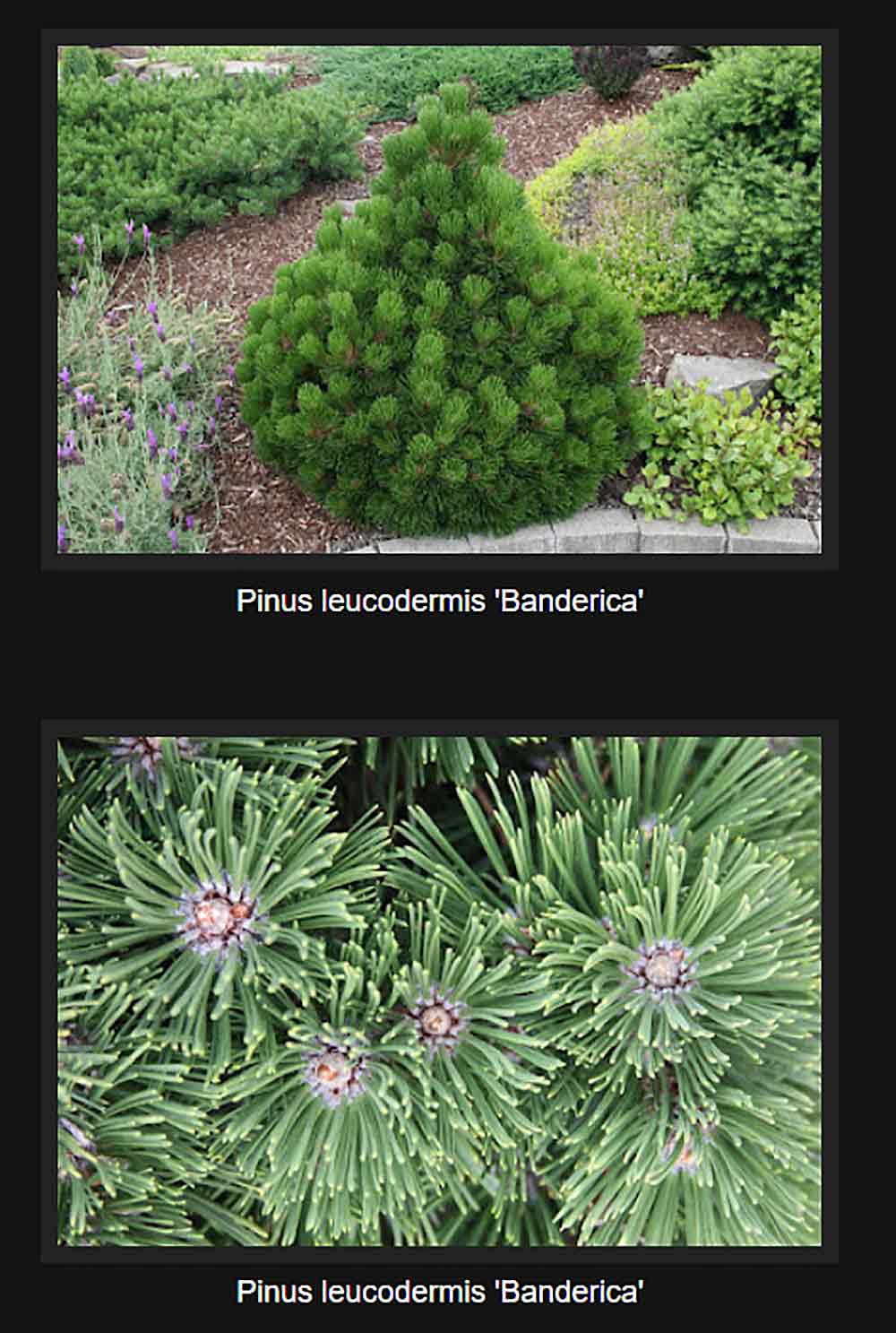 Pinus heldreichii (leucodermis) 'Banderica'