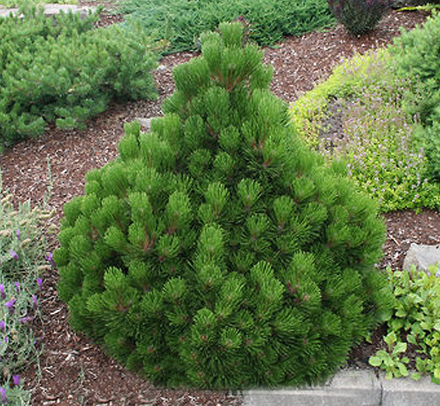 Pinus heldreichii (leucodermis) 'Banderica'