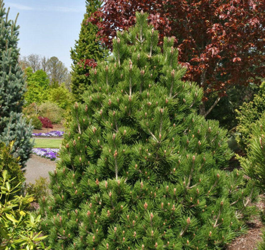 Pinus leucodermis 'Irish Bell'