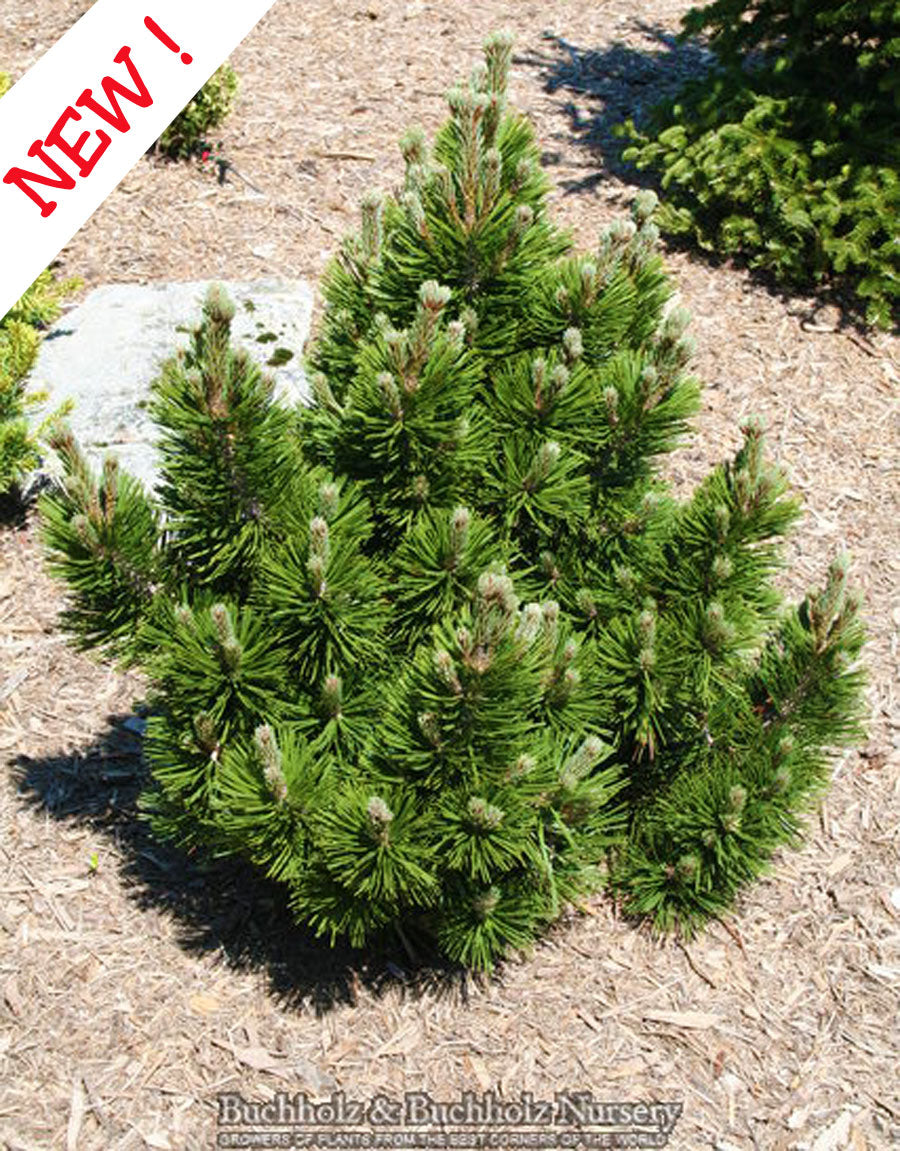 Pinus leucodermis 'Irish Bell'