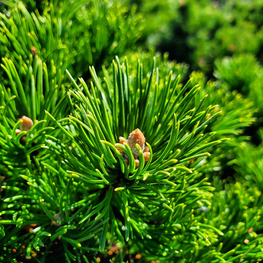 Pinus mugo 'Emerald Dwarf'