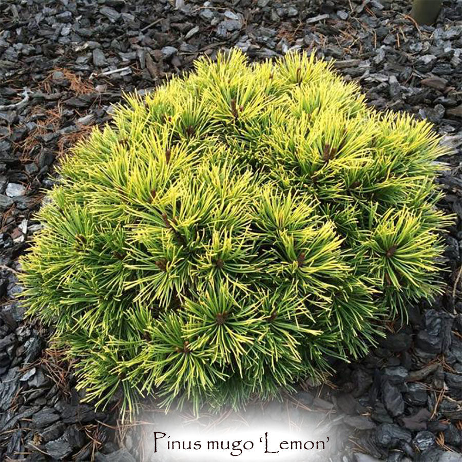 Pinus mugo 'Lemon'