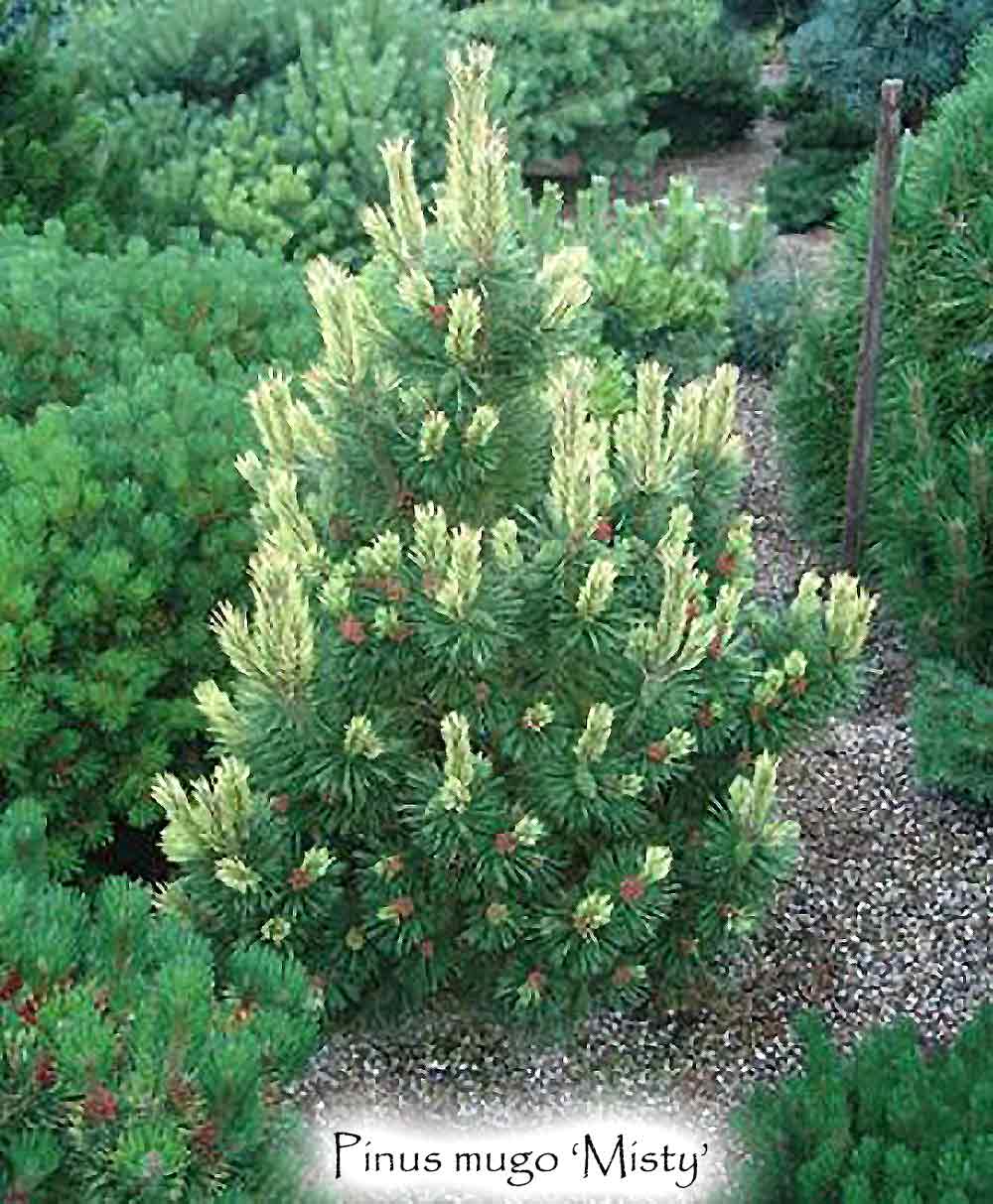 Pinus mugo 'Misty'