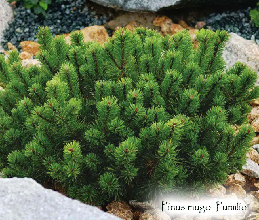 Pinus mugo 'Pumilio'