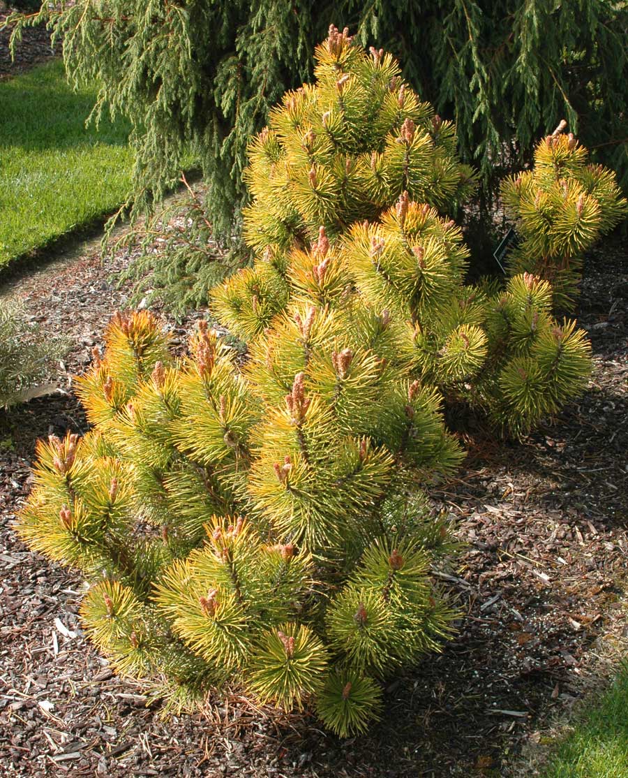 Pinus mugo 'Zundert'