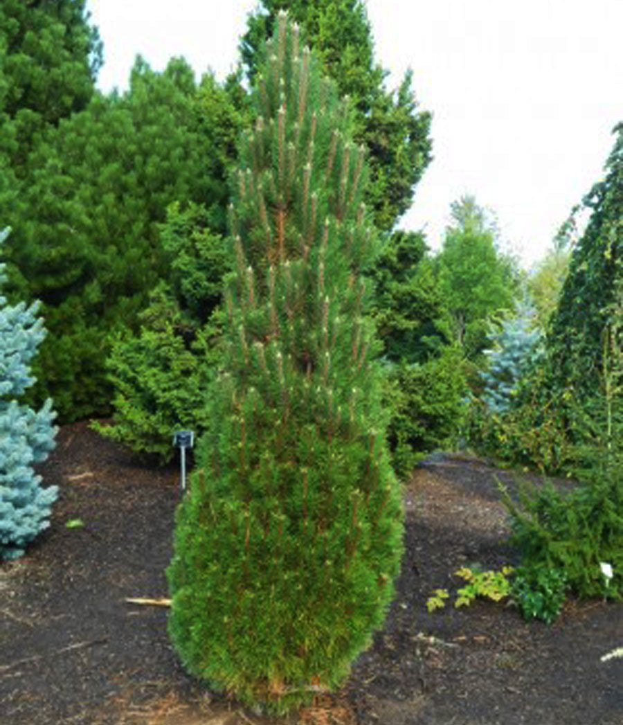 Pinus nigra 'Frank'