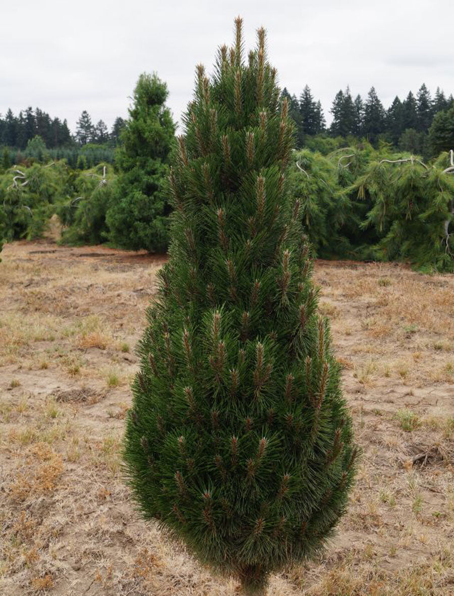 Pinus nigra 'Frank'