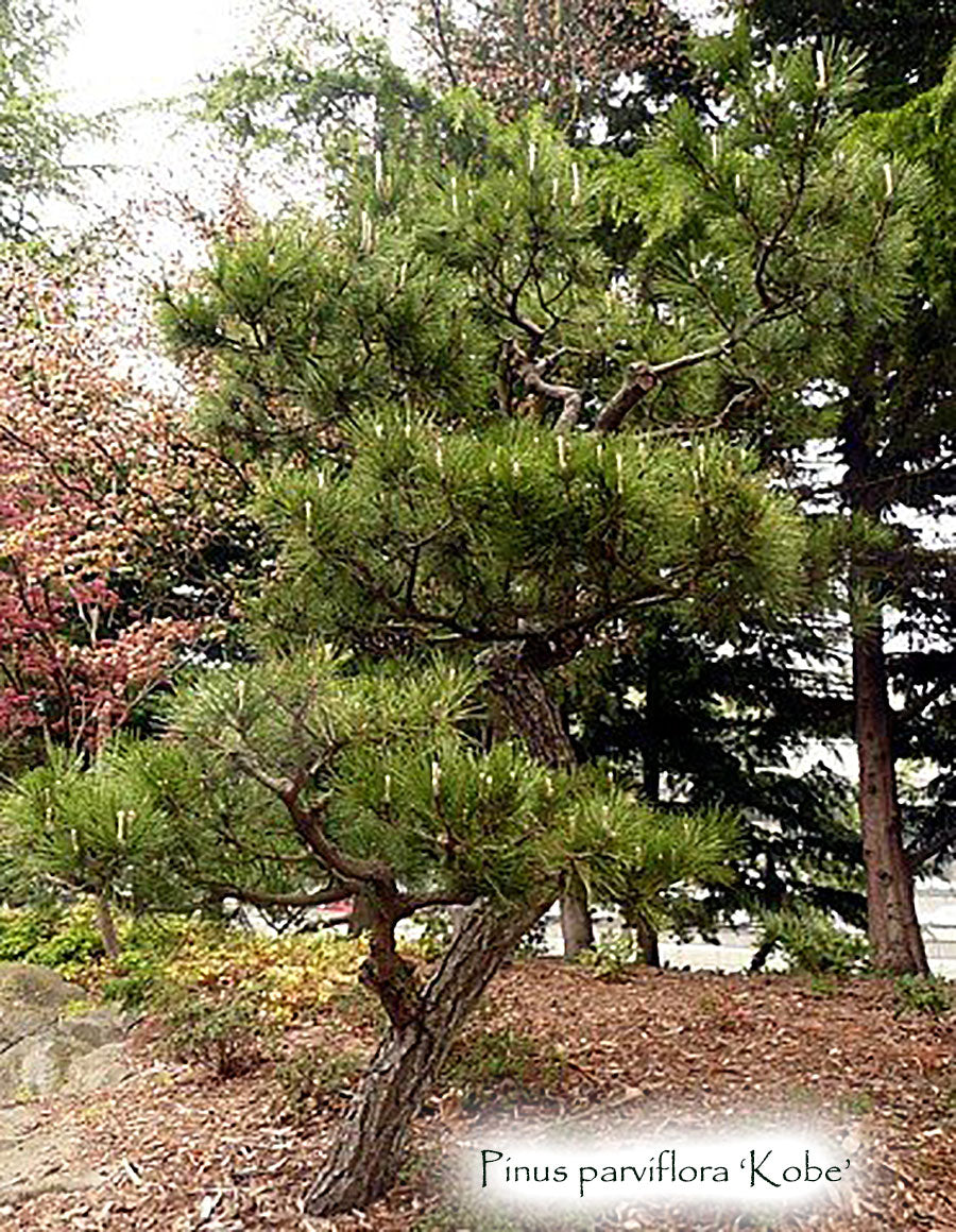 Pinus parviflora 'Kobe'