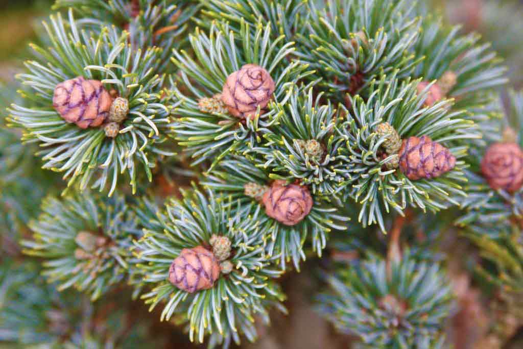 Pinus parviflora 'Kinpo'